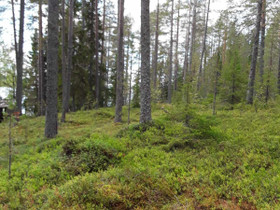 Rantatontti, Tontit, Suomussalmi, Tori.fi Rantatontti, Tontit, Suomussalmi, Tori.fi