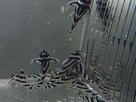 L046 Hypancistrus zebra pleko, Lahti, Kalat ja akvaariot, Lemmikkieläimet, Lahti, Tori.fi L046 Hypancistrus zebra pleko, Lahti, Kalat ja akvaariot, Lemmikkieläimet, Lahti, Tori.fi