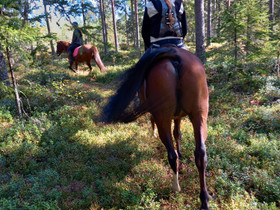 Tallipaikka, Metsätilat ja maatilat, Ilmajoki, Tori.fi Tallipaikka, Metsätilat ja maatilat, Ilmajoki, Tori.fi