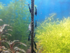 Neocaridina blue diamond, Kalat ja akvaariot, Lemmikkieläimet, Turku, Tori.fi Neocaridina blue diamond, Kalat ja akvaariot, Lemmikkieläimet, Turku, Tori.fi