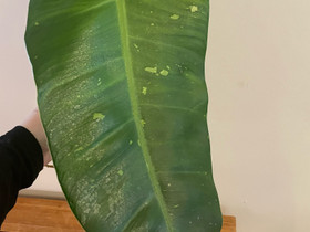 Philodendron jose buono, Kasvit ja siemenet, Piha ja puutarha, Savonlinna, Tori.fi Philodendron jose buono, Kasvit ja siemenet, Piha ja puutarha, Savonlinna, Tori.fi