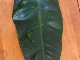 Philodendron jose buono, Kasvit ja siemenet, Piha ja puutarha, Savonlinna, Tori.fi Philodendron jose buono, Kasvit ja siemenet, Piha ja puutarha, Savonlinna, Tori.fi