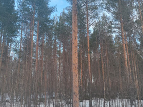 Metsää, Metsätilat ja maatilat, Alajärvi, Tori.fi Metsää, Metsätilat ja maatilat, Alajärvi, Tori.fi