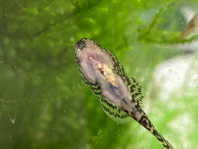 Sewellia sp spotted, Pilkkuperhosnuoliaisia, Kalat ja akvaariot, Lemmikkieläimet, Lahti, Tori.fi Sewellia sp spotted, Pilkkuperhosnuoliaisia, Kalat ja akvaariot, Lemmikkieläimet, Lahti, Tori.fi