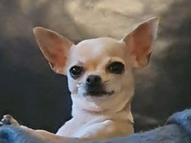 Chihuahua, Koirat, Lemmikkieläimet, Tampere, Tori.fi Chihuahua, Koirat, Lemmikkieläimet, Tampere, Tori.fi