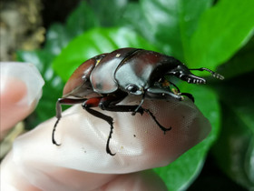 Prosopocoilus senegalensis kovakuoriaistoukkia, Muut eläimet, Lemmikkieläimet, Mikkeli, Tori.fi Prosopocoilus senegalensis kovakuoriaistoukkia, Muut eläimet, Lemmikkieläimet, Mikkeli, Tori.fi
