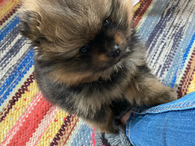 Pomeranian uros, Koirat, Lemmikkieläimet, Parkano, Tori.fi Pomeranian uros, Koirat, Lemmikkieläimet, Parkano, Tori.fi