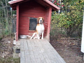 Ajokoira, Koirat, Lemmikkieläimet, Pori, Tori.fi Ajokoira, Koirat, Lemmikkieläimet, Pori, Tori.fi