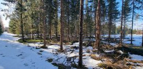Lehmiluomantie, Mämmintie, Honkajoki, Kankaanpää, Metsätilat ja maatilat, Kankaanpää, Tori.fi Lehmiluomantie, Mämmintie, Honkajoki, Kankaanpää, Metsätilat ja maatilat, Kankaanpää, Tori.fi