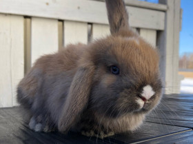 Kääpiöluppa uros, Muut eläimet, Lemmikkieläimet, Kauhajoki, Tori.fi Kääpiöluppa uros, Muut eläimet, Lemmikkieläimet, Kauhajoki, Tori.fi