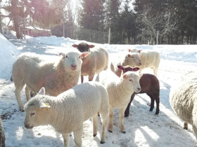 Lampaita, uuhia, Muut eläimet, Lemmikkieläimet, Taipalsaari, Tori.fi Lampaita, uuhia, Muut eläimet, Lemmikkieläimet, Taipalsaari, Tori.fi