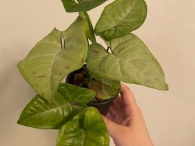 Syngonium confetti, Kasvit ja siemenet, Piha ja puutarha, Savonlinna, Tori.fi Syngonium confetti, Kasvit ja siemenet, Piha ja puutarha, Savonlinna, Tori.fi