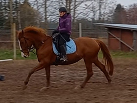 Pv omalla tallillaan, Hevoset ja ponit, Hevoset ja hevosurheilu, Kokemäki, Tori.fi Pv omalla tallillaan, Hevoset ja ponit, Hevoset ja hevosurheilu, Kokemäki, Tori.fi