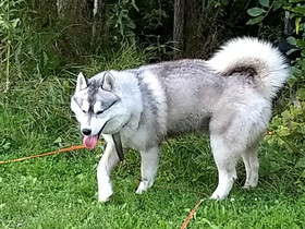 Siperianhusky uros, Koirat, Lemmikkieläimet, Loppi, Tori.fi Siperianhusky uros, Koirat, Lemmikkieläimet, Loppi, Tori.fi