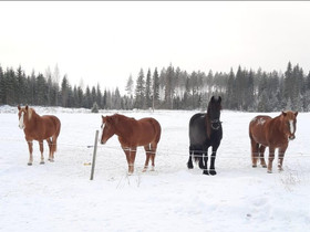 Laidun- ja tallipaikka, Hevoset ja ponit, Hevoset ja hevosurheilu, Muurame, Tori.fi Laidun- ja tallipaikka, Hevoset ja ponit, Hevoset ja hevosurheilu, Muurame, Tori.fi