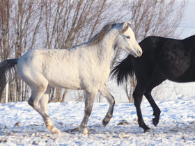 Welsh B poni, Hevoset ja ponit, Hevoset ja hevosurheilu, Joroinen, Tori.fi Welsh B poni, Hevoset ja ponit, Hevoset ja hevosurheilu, Joroinen, Tori.fi