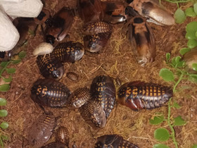 Valepääkallotorakoita / Torakka, Muut eläimet, Lemmikkieläimet, Orimattila, Tori.fi Valepääkallotorakoita / Torakka, Muut eläimet, Lemmikkieläimet, Orimattila, Tori.fi