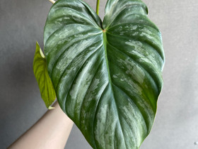 Philodendron peltatum, Kasvit ja siemenet, Piha ja puutarha, Helsinki, Tori.fi Philodendron peltatum, Kasvit ja siemenet, Piha ja puutarha, Helsinki, Tori.fi