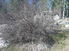 Juhannusruusu iso, Kasvit ja siemenet, Piha ja puutarha, Tampere, Tori.fi Juhannusruusu iso, Kasvit ja siemenet, Piha ja puutarha, Tampere, Tori.fi