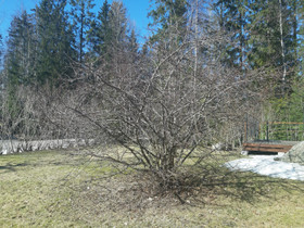 Heisi sp., Kasvit ja siemenet, Piha ja puutarha, Tampere, Tori.fi Heisi sp., Kasvit ja siemenet, Piha ja puutarha, Tampere, Tori.fi