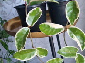 Hoya Krimson Queen, Kasvit ja siemenet, Piha ja puutarha, Espoo, Tori.fi Hoya Krimson Queen, Kasvit ja siemenet, Piha ja puutarha, Espoo, Tori.fi