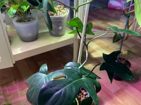 Florida Beauty Green viherkasvi, Kasvit ja siemenet, Piha ja puutarha, Vantaa, Tori.fi Florida Beauty Green viherkasvi, Kasvit ja siemenet, Piha ja puutarha, Vantaa, Tori.fi