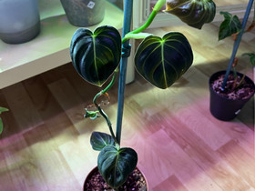 Philodendron melanochrysum viherkasvi, Kasvit ja siemenet, Piha ja puutarha, Vantaa, Tori.fi Philodendron melanochrysum viherkasvi, Kasvit ja siemenet, Piha ja puutarha, Vantaa, Tori.fi