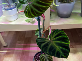 Philodendron verrucosum viherkasvi, Kasvit ja siemenet, Piha ja puutarha, Vantaa, Tori.fi Philodendron verrucosum viherkasvi, Kasvit ja siemenet, Piha ja puutarha, Vantaa, Tori.fi