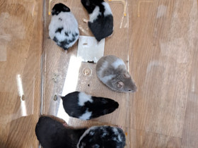 Syyrialaisen hamsterin poikasia, Jyrsijät, Lemmikkieläimet, Oulu, Tori.fi Syyrialaisen hamsterin poikasia, Jyrsijät, Lemmikkieläimet, Oulu, Tori.fi