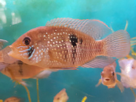 Electric blue Acara fish, Kalat ja akvaariot, Lemmikkieläimet, Helsinki, Tori.fi Electric blue Acara fish, Kalat ja akvaariot, Lemmikkieläimet, Helsinki, Tori.fi