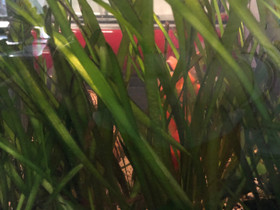 Vallisneria - kasvia akvaarioon, Kalat ja akvaariot, Lemmikkieläimet, Vantaa, Tori.fi Vallisneria - kasvia akvaarioon, Kalat ja akvaariot, Lemmikkieläimet, Vantaa, Tori.fi