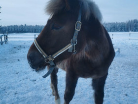 Suomenhevos ori - 21, Hevoset ja ponit, Hevoset ja hevosurheilu, Kiuruvesi, Tori.fi Suomenhevos ori - 21, Hevoset ja ponit, Hevoset ja hevosurheilu, Kiuruvesi, Tori.fi