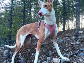 Podenco Canario, Koirat, Lemmikkieläimet, Imatra, Tori.fi Podenco Canario, Koirat, Lemmikkieläimet, Imatra, Tori.fi