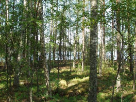 Saaritontti Padasjoki, Tontit, Pertunmaa, Tori.fi Saaritontti Padasjoki, Tontit, Pertunmaa, Tori.fi