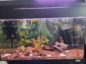 Kaloinen akvaario 120l tarvikeinen, Kalat ja akvaariot, Lemmikkieläimet, Liperi, Tori.fi Kaloinen akvaario 120l tarvikeinen, Kalat ja akvaariot, Lemmikkieläimet, Liperi, Tori.fi