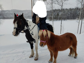 Ponit etsii liikuttelijoita, Hevoset ja ponit, Hevoset ja hevosurheilu, Lieksa, Tori.fi