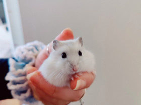 Kääpiöhamsteri talvikko poikasia, Jyrsijät, Lemmikkieläimet, Alajärvi, Tori.fi Kääpiöhamsteri talvikko poikasia, Jyrsijät, Lemmikkieläimet, Alajärvi, Tori.fi