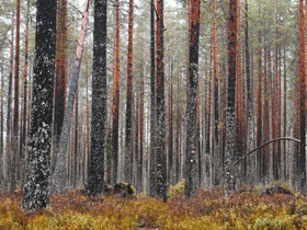 Metsätila / tontti Pirkanmaa / Lounais-Suomi, Metsätilat ja maatilat, Tampere, Tori.fi Metsätila / tontti Pirkanmaa / Lounais-Suomi, Metsätilat ja maatilat, Tampere, Tori.fi