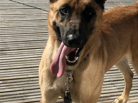 Malinois, Koirat, Lemmikkieläimet, Oulu, Tori.fi Malinois, Koirat, Lemmikkieläimet, Oulu, Tori.fi