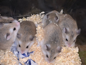 Venäjänkääpiöhamsteri roborovskit, Jyrsijät, Lemmikkieläimet, Nokia, Tori.fi Venäjänkääpiöhamsteri roborovskit, Jyrsijät, Lemmikkieläimet, Nokia, Tori.fi