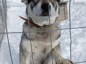 Jämtlanninpystykorva narttu, Koirat, Lemmikkieläimet, Nivala, Tori.fi Jämtlanninpystykorva narttu, Koirat, Lemmikkieläimet, Nivala, Tori.fi