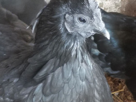 Ayam Cemani kanoja, Muut eläimet, Lemmikkieläimet, Kitee, Tori.fi Ayam Cemani kanoja, Muut eläimet, Lemmikkieläimet, Kitee, Tori.fi