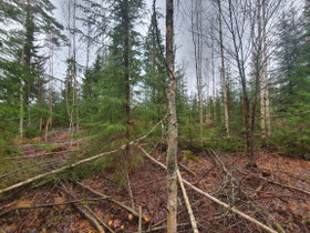 Metsätila: Kaatamo, Viuruniemi tai Sarvikumpu, Metsätilat ja maatilat, Liperi, Tori.fi Metsätila: Kaatamo, Viuruniemi tai Sarvikumpu, Metsätilat ja maatilat, Liperi, Tori.fi