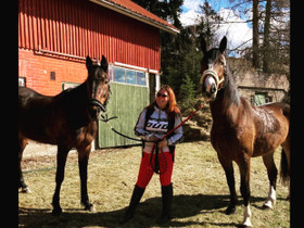 Seuraponi kevyelle käytölle, Hevoset ja ponit, Hevoset ja hevosurheilu, Ruokolahti, Tori.fi Seuraponi kevyelle käytölle, Hevoset ja ponit, Hevoset ja hevosurheilu, Ruokolahti, Tori.fi