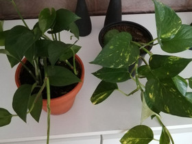 Kultaköynnökset, Kasvit ja siemenet, Piha ja puutarha, Keminmaa, Tori.fi Kultaköynnökset, Kasvit ja siemenet, Piha ja puutarha, Keminmaa, Tori.fi