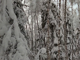 Metsäpalsta, Metsätilat ja maatilat, Keminmaa, Tori.fi Metsäpalsta, Metsätilat ja maatilat, Keminmaa, Tori.fi