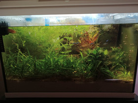 Juwel Aquarium, Kalat ja akvaariot, Lemmikkieläimet, Rovaniemi, Tori.fi Juwel Aquarium, Kalat ja akvaariot, Lemmikkieläimet, Rovaniemi, Tori.fi