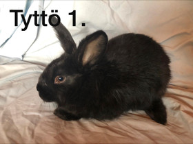 Lemmikkipupu, Jyrsijät, Lemmikkieläimet, Liminka, Tori.fi Lemmikkipupu, Jyrsijät, Lemmikkieläimet, Liminka, Tori.fi