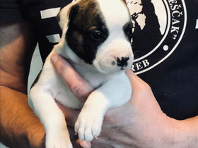Amerikan bulldoggi pentuja, Koirat, Lemmikkieläimet, Pornainen, Tori.fi Amerikan bulldoggi pentuja, Koirat, Lemmikkieläimet, Pornainen, Tori.fi