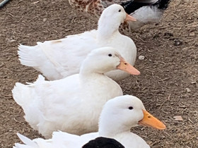 VARATTU Ankka parvi, Muut eläimet, Lemmikkieläimet, Lohja, Tori.fi VARATTU Ankka parvi, Muut eläimet, Lemmikkieläimet, Lohja, Tori.fi